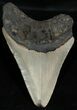 Bargain Inch Carolina Megalodon Tooth #2339-1